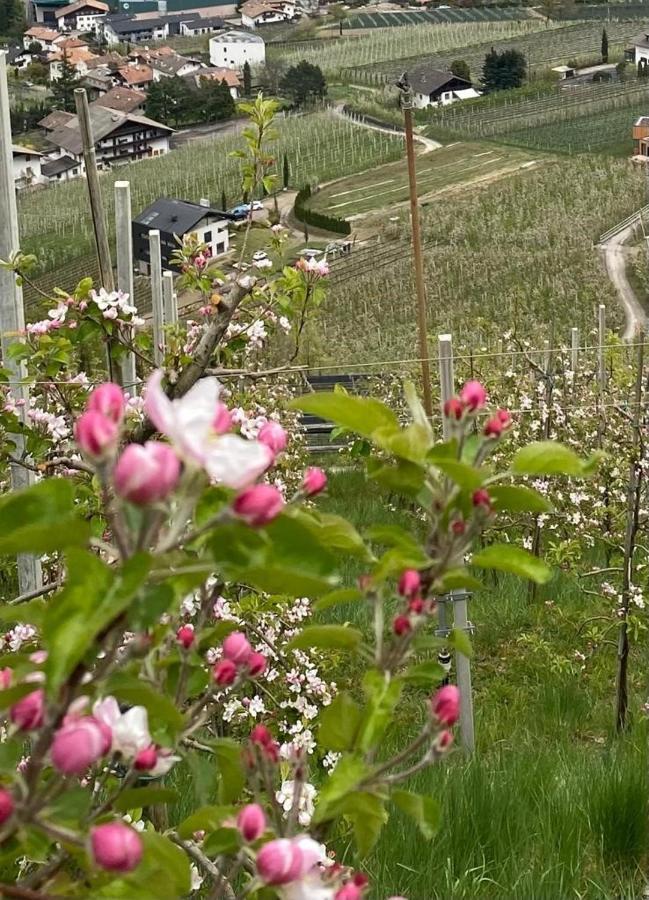 Weingut Bachguetl Apartment Cermes Exterior foto